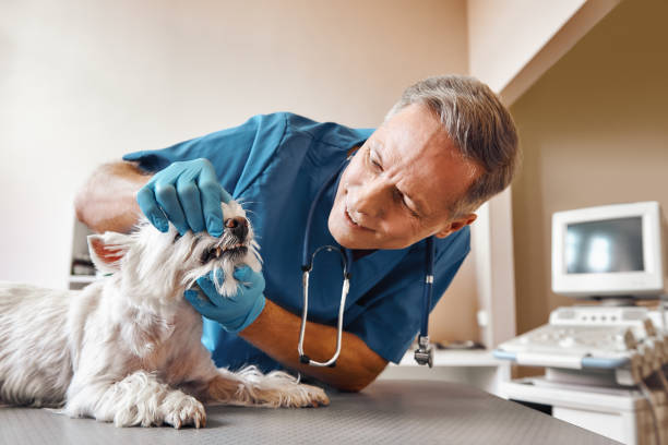 Best Mobile Emergency Dentist in Parker City, IN